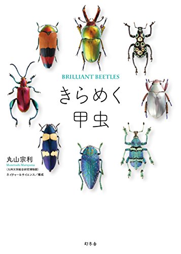 ãらã‚ã甲虫