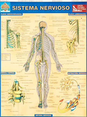Sistema Nervioso (Aprenda Facil)