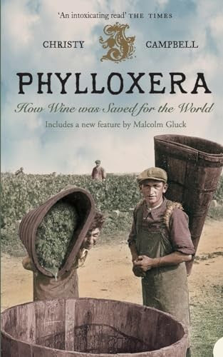 Phylloxera