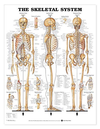 The Skeletal System Giant Chart