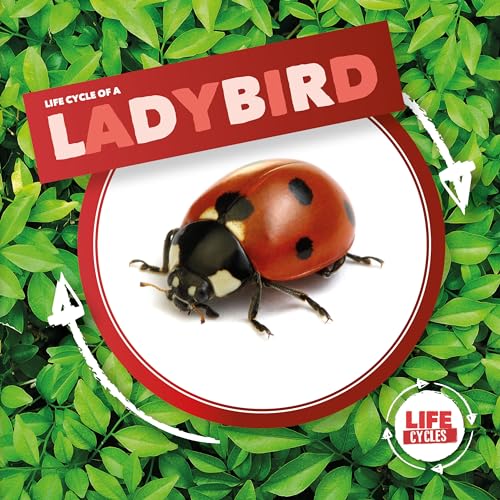 Ladybird