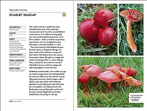 Wild Food UK Mushroom Foraging Guide