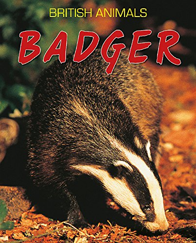 British Animals: Badger