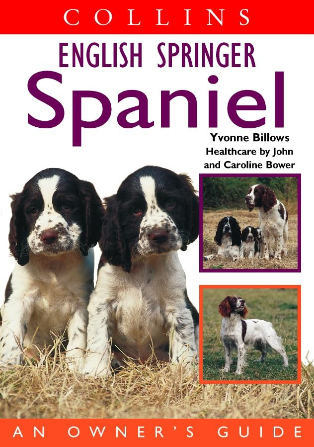 English Springer Spaniel