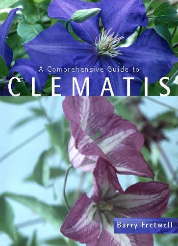 Clematis