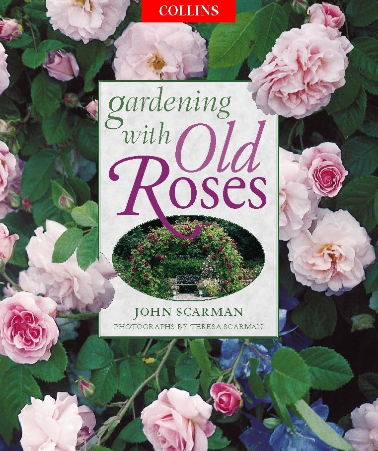 Gardening with Old Roses