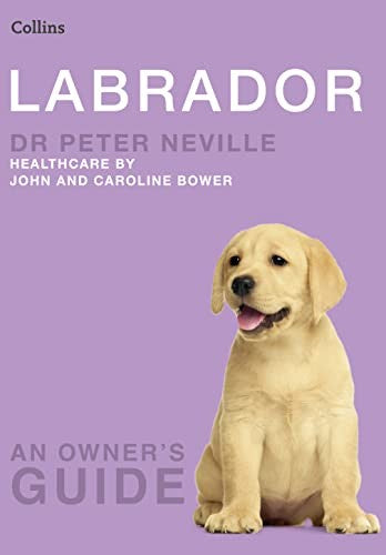 Labrador
