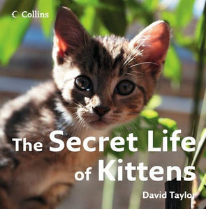 The Secret Life of Kittens 