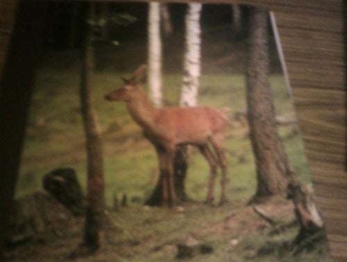 Wildlife in Britain