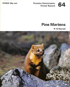 Pine Martens 
