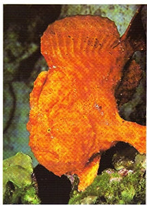 Encyclopedia of Fishes 