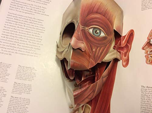 The Human Body