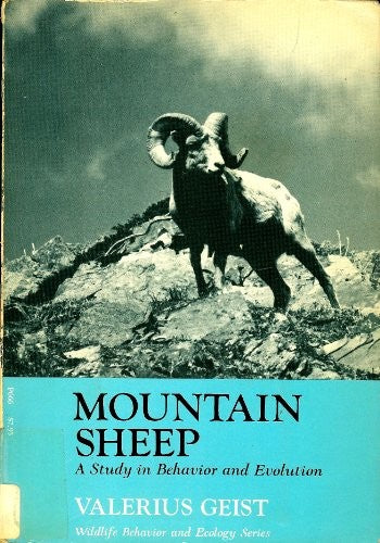 Mountain Sheep