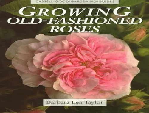 Growing Old Fashioned Roses