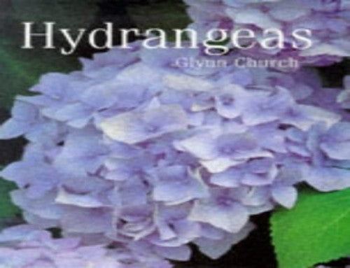 Hydrangeas