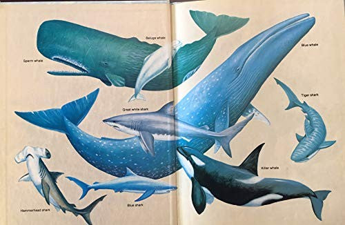 Sharks and Whales