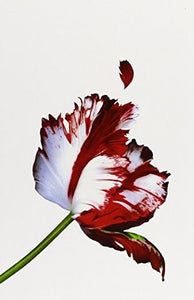 The Twilight Saga White Collection 