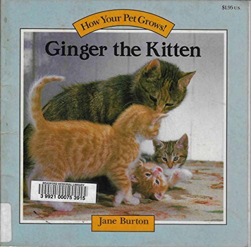 Ginger the Kitten