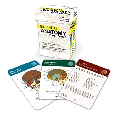 Essential Anatomy Flashcards