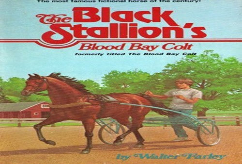 The Black Stallion's Blood Bay Colt