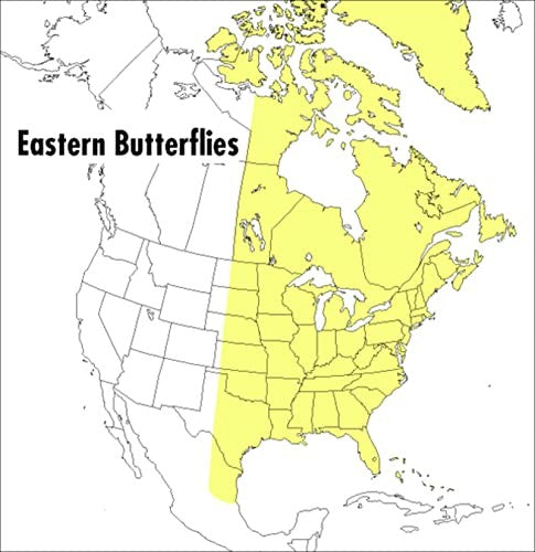 A Peterson Field Guide To Eastern Butterflies, A