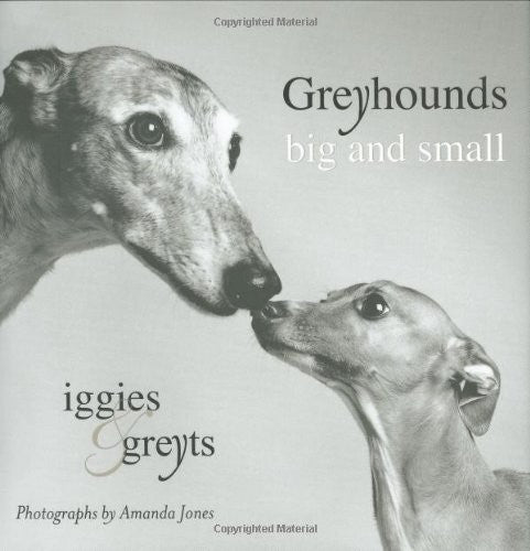 Greyhounds Big And Small