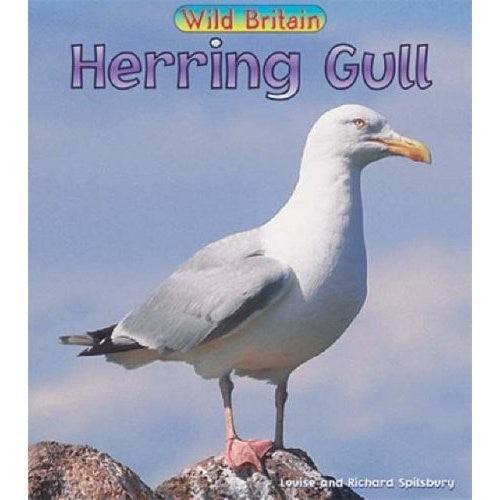 Wild Britain: Herring Gull Paperback