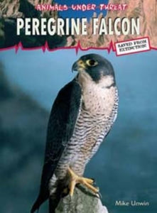 Peregrine Falcon 