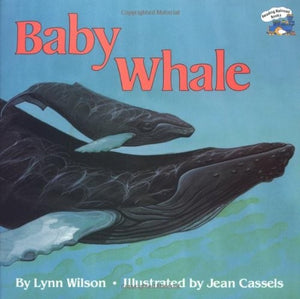 Baby Whale