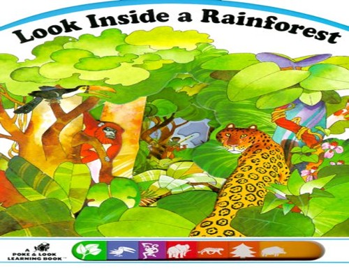 Look Inside a Rainforest
