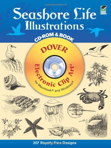 Seashore Life Illustrations