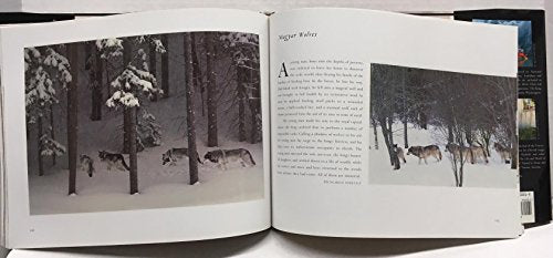 In the Presence of Wolves