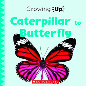 Caterpillar to Butterfly (Growing Up) 