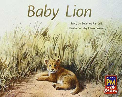 Baby Lion