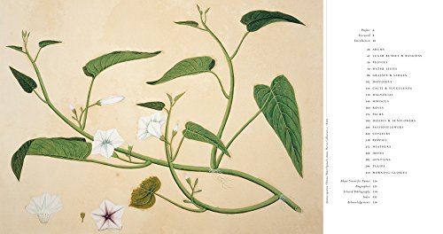 Flora