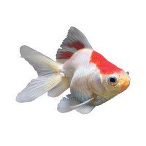 The Goldfish