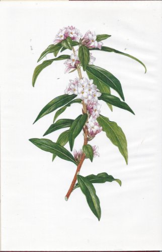 Kew Five-year Gardener's Diary