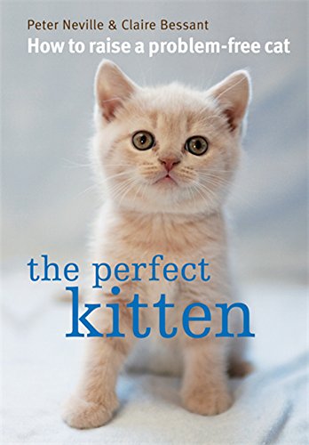 The Perfect Kitten