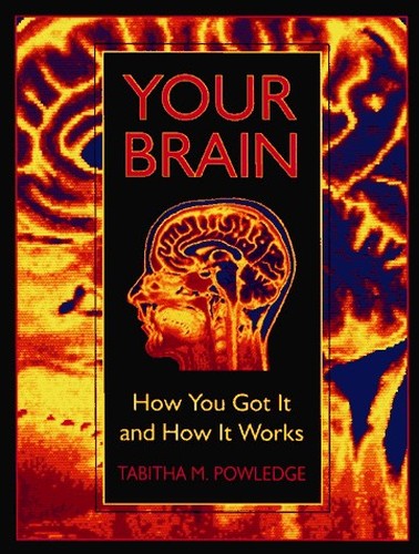 Your Brain