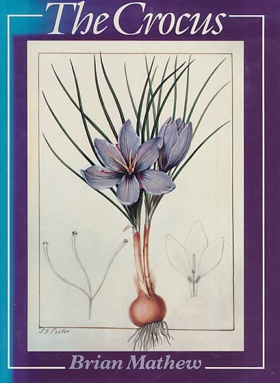The Crocus