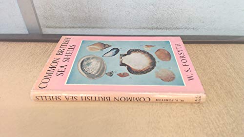 Common British Seashells