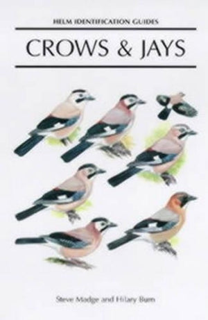 Crows and Jays