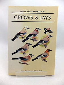 Crows and Jays 