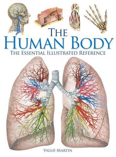 The Human Body