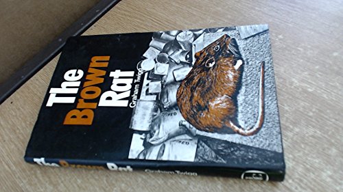 Brown Rat