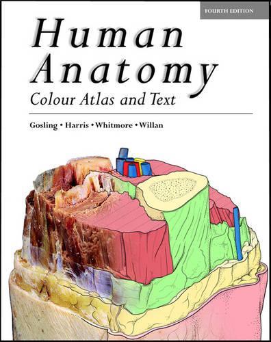 Human Anatomy