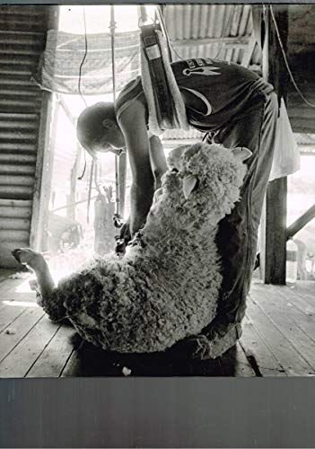 The Shearers