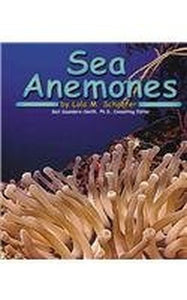Sea Anemones 
