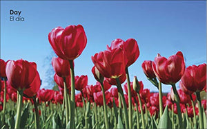 My First Bilingual Day and Night 