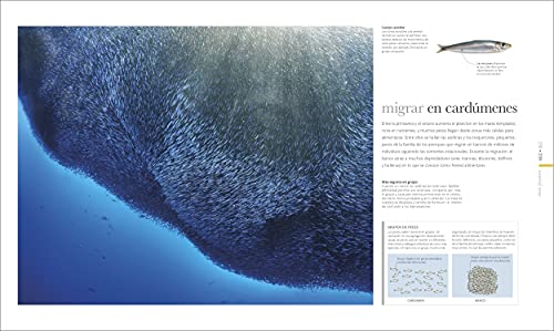 Oceános (Oceanology)